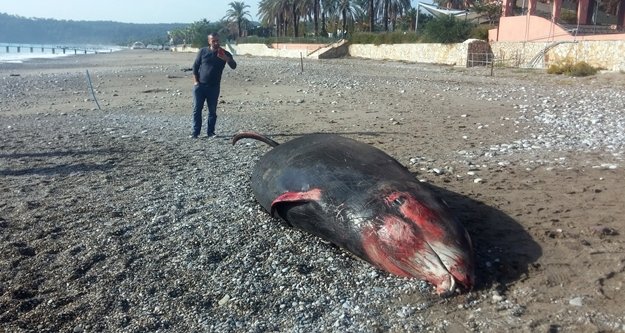 Kıyıya 5 metrelik dev balina vurdu