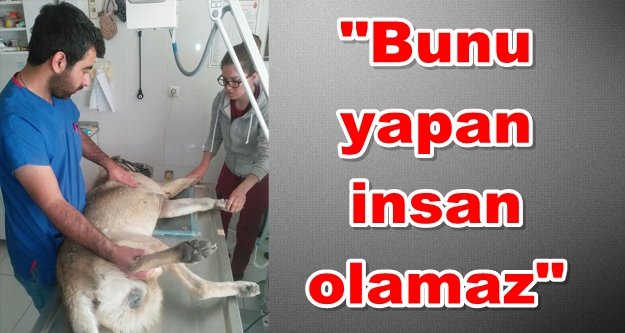 Kurşun sıkılarak vurulan köpek, sürünerek evine geldi