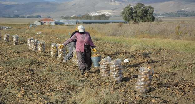 Patates hasadı sona erdi
