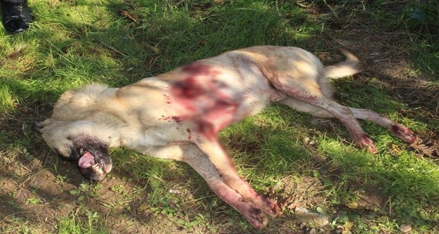 Sokak köpeği av tüfeğiyle vurularak öldürüldü, 1 kişi gözaltına alındı