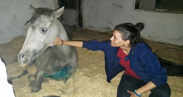 Toynağı yerine ayağına 'inşaat çivisi' çakılan ata yardım eli