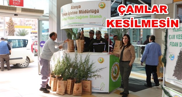 Alanya’da 2 bin adet ücretsiz çam fidanı dağıtıldı