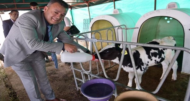 Buzağı Takip Sistemi hayata geçti