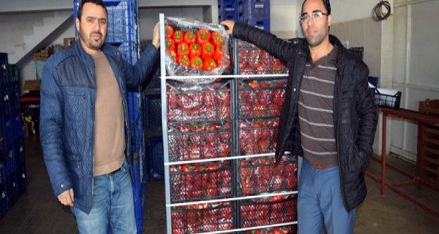 Gazipaşa üretiyor, Avrupa yiyor