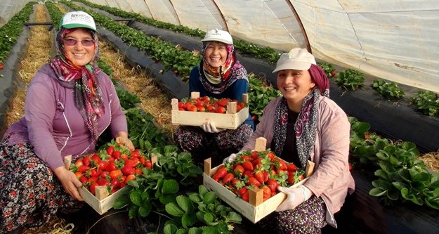 Kış geldi çilek hasadı başladı