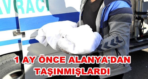 6 aylık bebeğin şüpheli ölümü