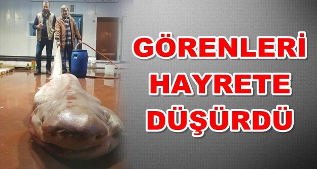 Akdeniz'de balıkçıların ağına canavar takıldı