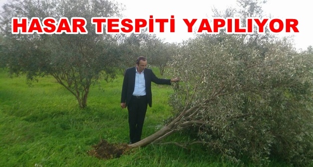 Alanya'da çiftçiye fırtına şoku! Büyük hasar var