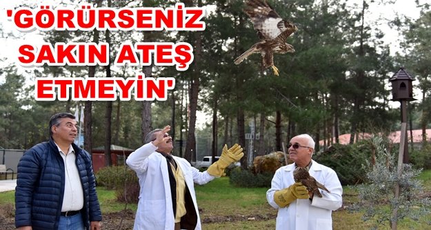 Alanya'da tedavi edilen karga, baykuş ve 2 şahin doğaya salındı