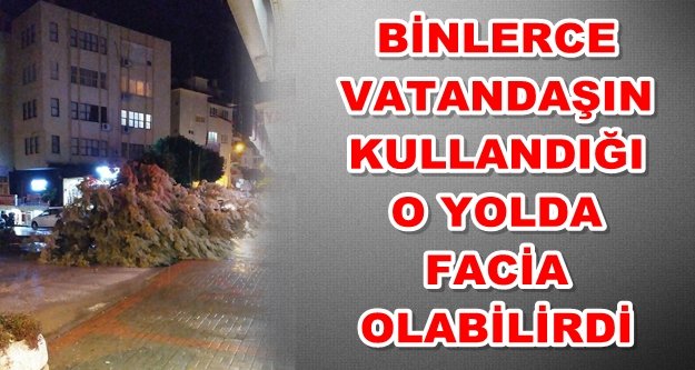 Fırtına Alanya'da ağacı kökünden söktü