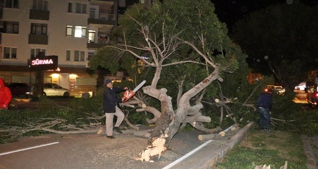 Şiddetli rüzgar ağaçları kökünden söktü