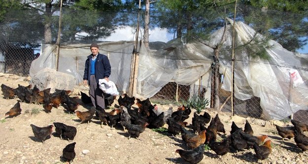 Son maaşı ile 100 tavuk alıp çiftlik kurdu, talebe yetişemiyor