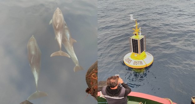 Yunuslar meteoroloji şamandıra kurulumuna eşlik etti