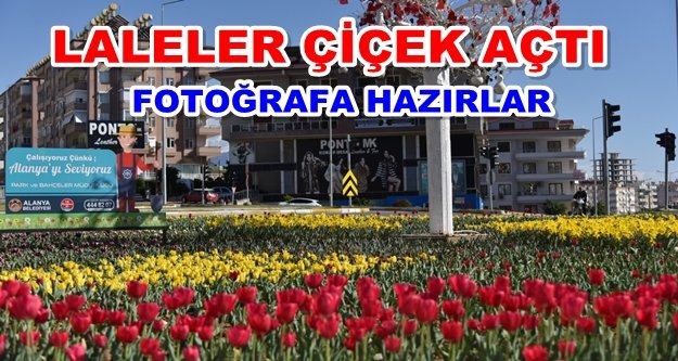 Alanya'da lale devri