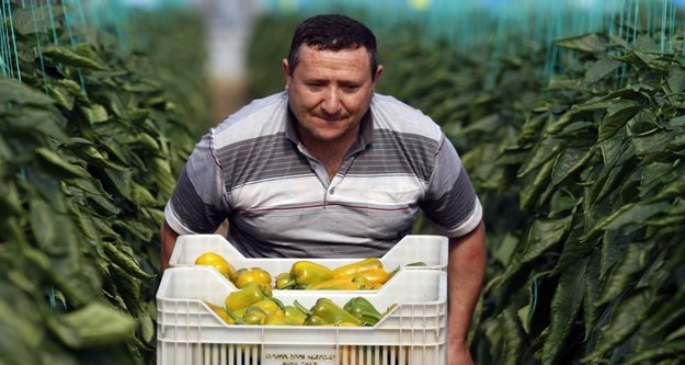 Kaliforniya biberine Rus pazarı darbesi