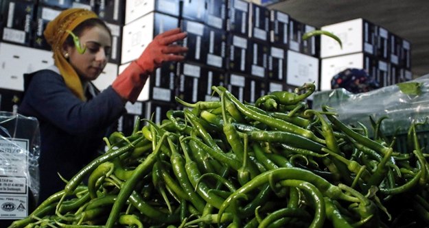 Kıl sivri biberin kaymağını aracılar yiyor