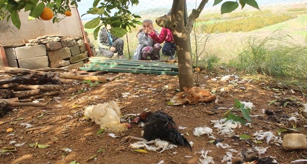 Köpekler, tavukları telef etti