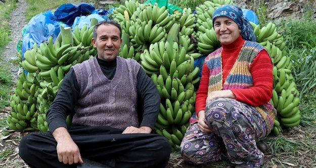 Muzda rekor fiyat üreticinin yüzünü güldürdü