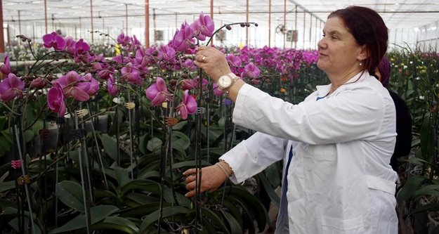 Sevgililerin orkidesi Antalya'dan