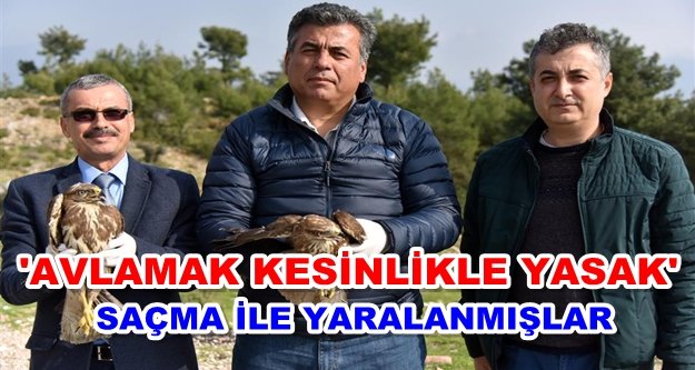 Tedavisi tamamlanan 2 şahin doğaya bırakıldı