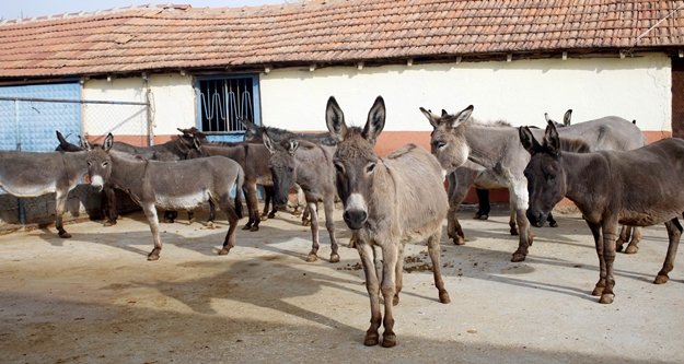 Turizm sektörünü bıraktı, eşek sütü üretimine başladı
