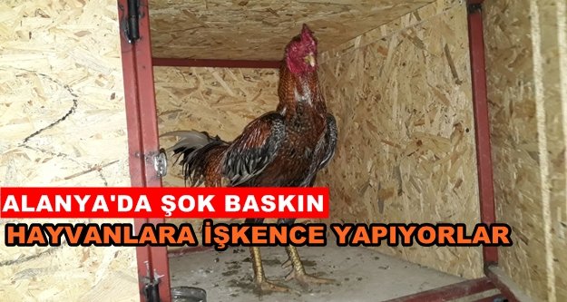 Alanya'da evde horoz dövüşüne suçüstü