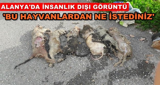 Alanya'da şok görüntüler! Katliam