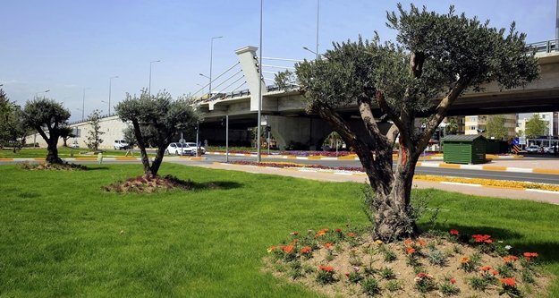 Kavşaklara barışın simgesi zeytin ağacı