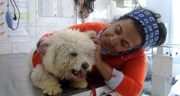 Minik terrier cinsi köpeğin sahibi aranıyor
