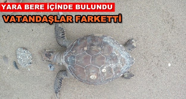 Sahilde ölü caretta caretta bulundu