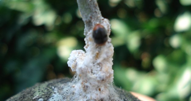 Afetzede çiftçiye faydalı böcek yardımı