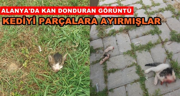 Alanya’da kedi vahşeti