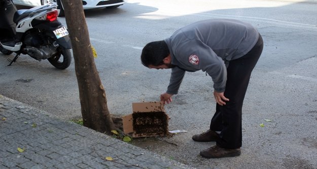 Arılar caddeyi istila etti