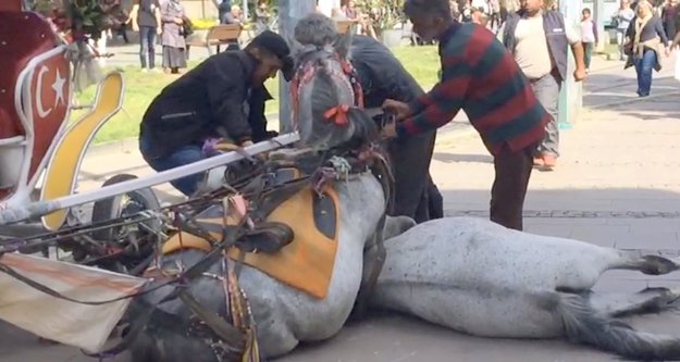 Faytona bağlı iki at ayağı kayarak devrildi