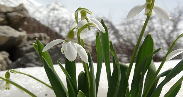 Kardelenler koruma altına alındı