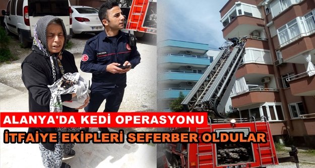 Panjurda kedi mahsur kalınca...