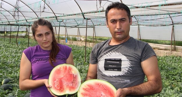 Seralarda karpuz bereketi