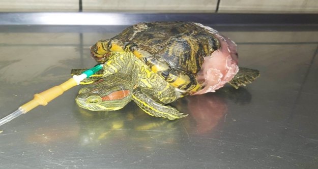 4. kattan düşen kaplumbağa tedavi edildi