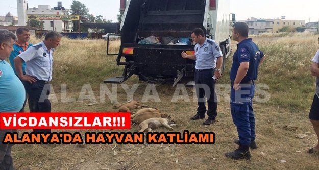 Alanya'da köpekleri zehirlediler