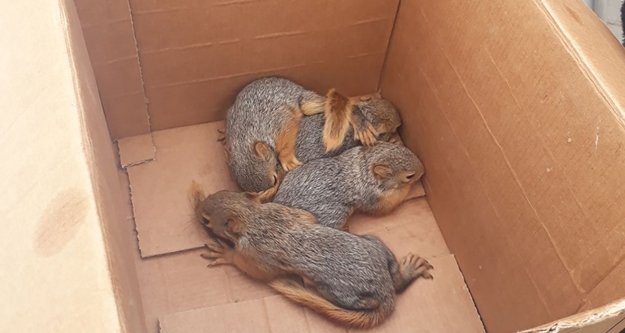 Anneleri ölen sincap yavrularına Bakanlık sahip çıktı