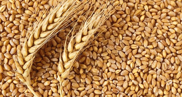 Antalya’da buğday alım fiyatını açıkladı