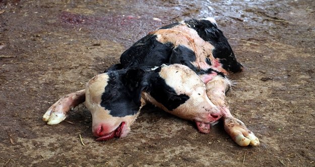 Çift başlı doğan buzağı görenleri hayrete düşürdü