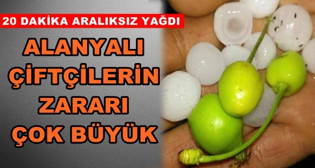 Dolu kirazı vurdu! Üretici mağdur oldu