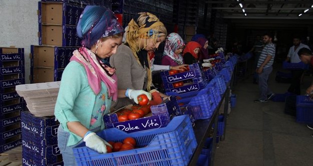 İhracatçıda buruk domates sevinci