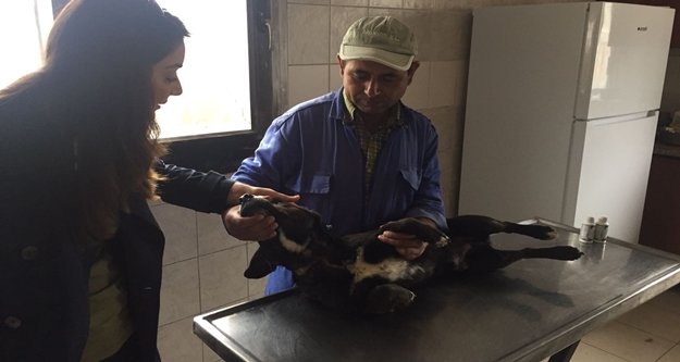 Küçüklüğünde boynuna geçirilen tasma sonu oluyordu