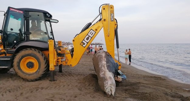 Plaja 4 metrelik balina ölüsü vurdu