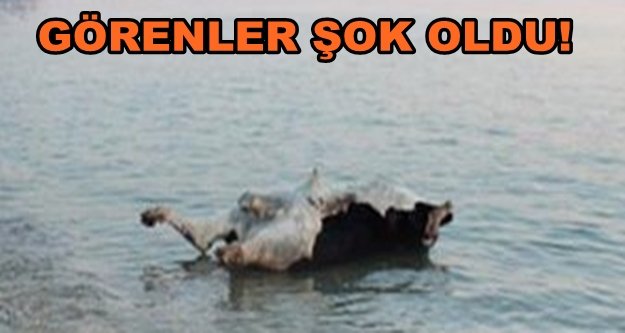 Sahile boğa ölüsü vurdu