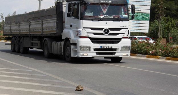 Sürücünün kaplumbağa duyarlılığı