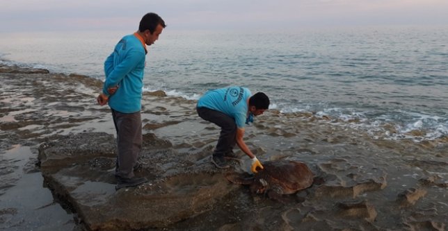 Alanya'da ölü caretta caretta sahile vurdu