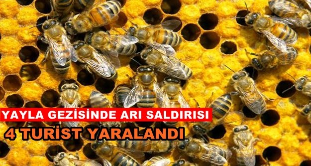 Alanya'da turistlere arı saldırısı
